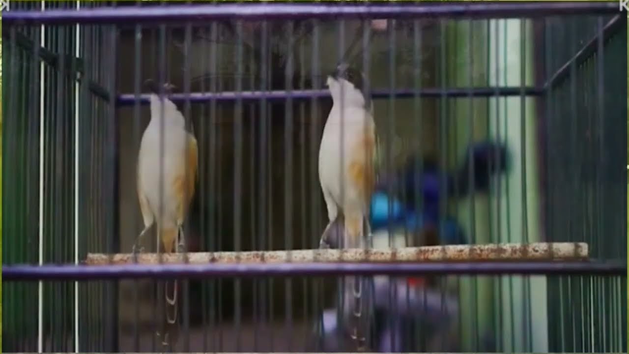 TOEET TOEET burung cendet Lain ikut gacor COCOK UNTUK masteran 