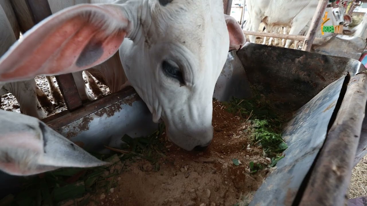 ពិស្តារសូមទស្សនាកម្មវិធីចិញ្ចឹមសត្វ និងវារីវប្បកម្ម ប្រធានបទ៖ការចិញ្ចឹមគោយកសាច់ ដូចតទៅ