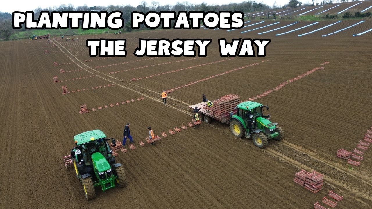 How we plant our Jersey Royal Potatoes using John Deeres RTK guidance!