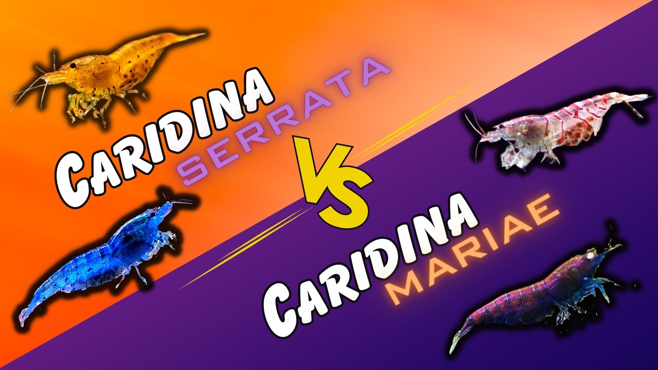 Caridina serrata VS Caridina Mariae