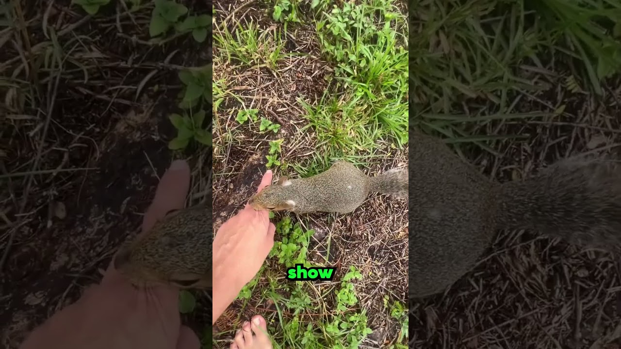 this squirrel wanted to show her new nest that she build alone