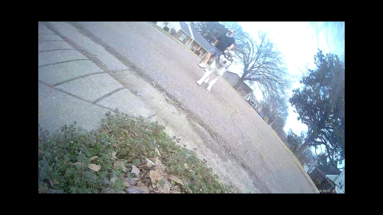 2nd POV puppy walk with Rocky Raccoon, he runs into his friend Freya and says hi to a stranger #pov