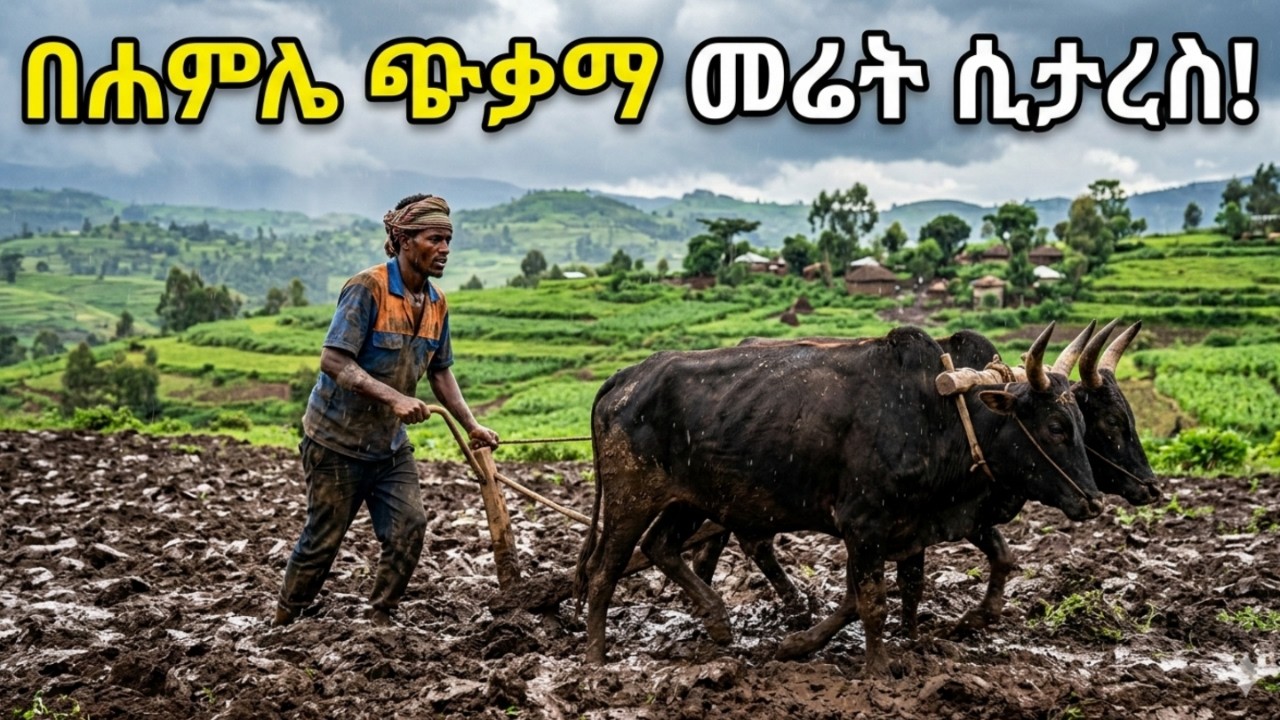 ✔ እርሻን በዚህ መልኩ ሲታረስ አይቶ ለማያውቅ ብቻ//ይህን ስናይ የስራ ስሜታችን ይቀሰቀሳል // Ethiopian farming .
