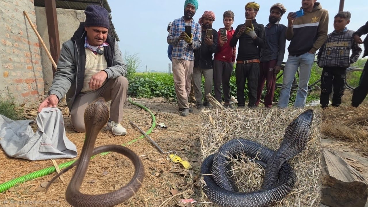 ऐसे कोबरा कभी-कभी मिलते है  /// स्नेकमैन हरियाणा सतीश फफड़ाना 9255130130