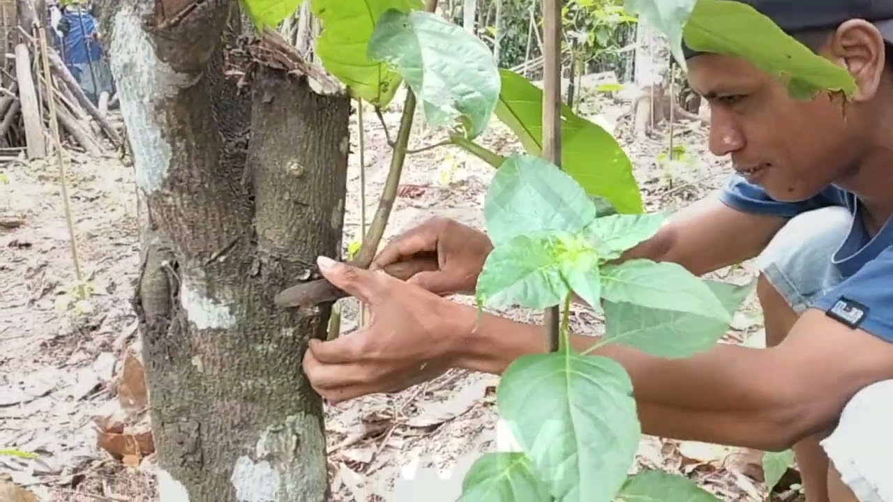 Cara gampang stek coklat kakao (made in limau - Antarbrak - Lampung)