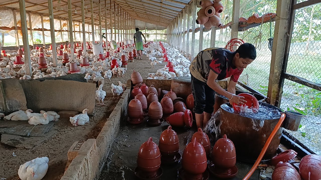 দুপুরে পানি দেওয়ার সময় | MSR Farmers 