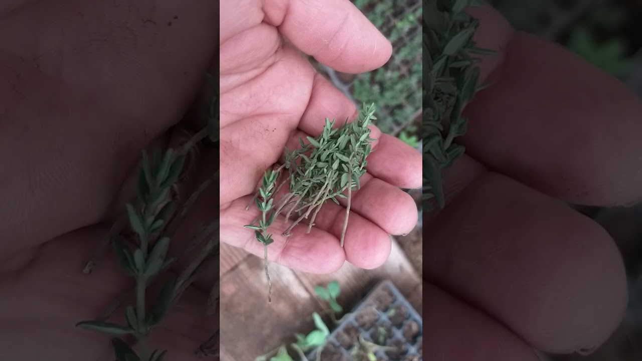 طريقة تكثير الزعتر؛الزعيترة؛السالمية؛ مرددوش عن طريق البذور والعقل  #aromatiques #casablanca