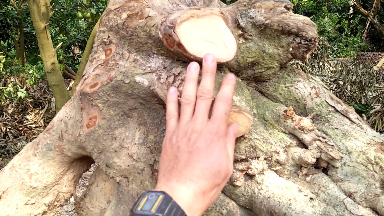 Cây duối khai thác mấy ngày mới giâm - trồng. Chùm - che nilong NTN?