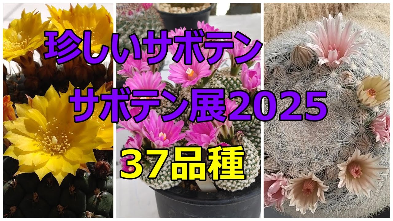 サボテン展2025　サボテン37品種　珍しいサボテン　Cactus Exhibition 2025: 37 varieties of cacti, including rare cacti