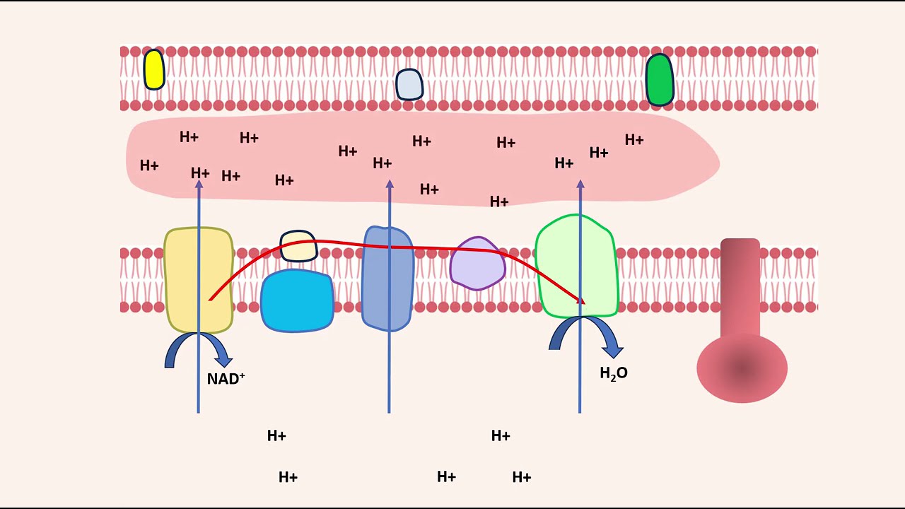 La chaîne respiratoire et la phosphorylation oxydative