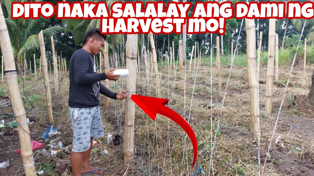 Cucumber Trellis Installation- Ganitong Style ang gustong-gusto ng Pipino