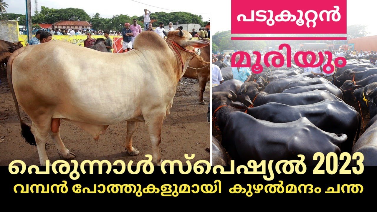 ചന്തയിൽ കാല് കുത്താൻ സ്ഥലം ഇല്ല വമ്പൻ പോത്തുകളും മൂരിയും നിറഞ്ഞു kuzhalmannam cattle market #buffalo