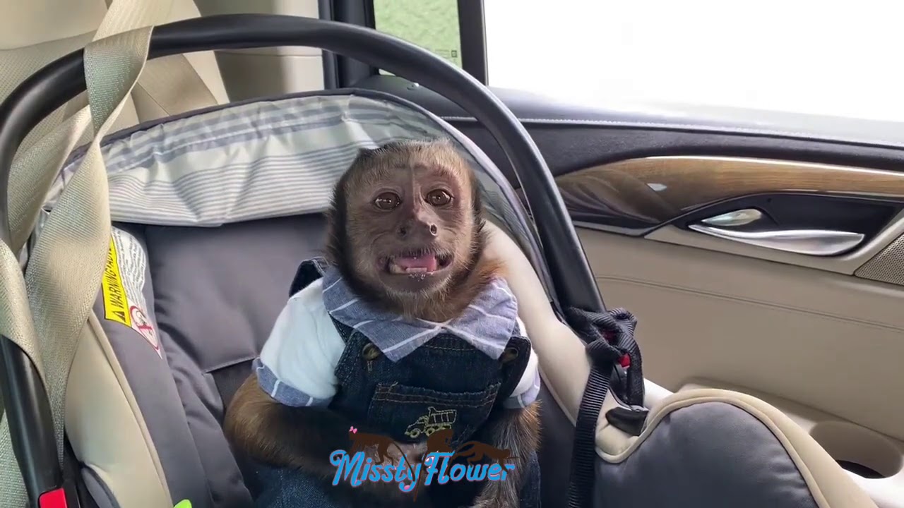 Monkey Toby shows MAD TOBY when he doesn’t get his apple bites as fast as he expected 🙈🙊🐒