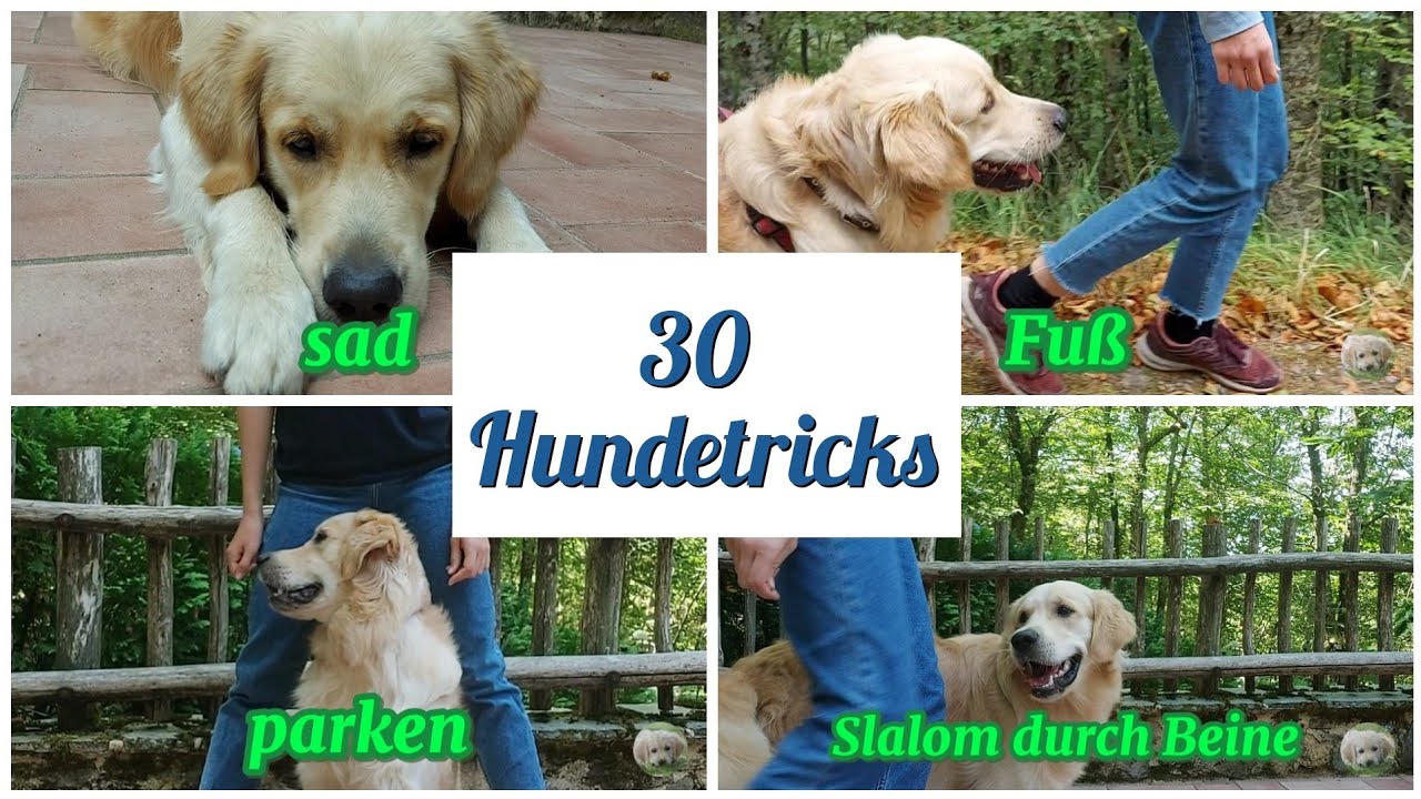 30 Hundetricks | Golden Retriever Anton