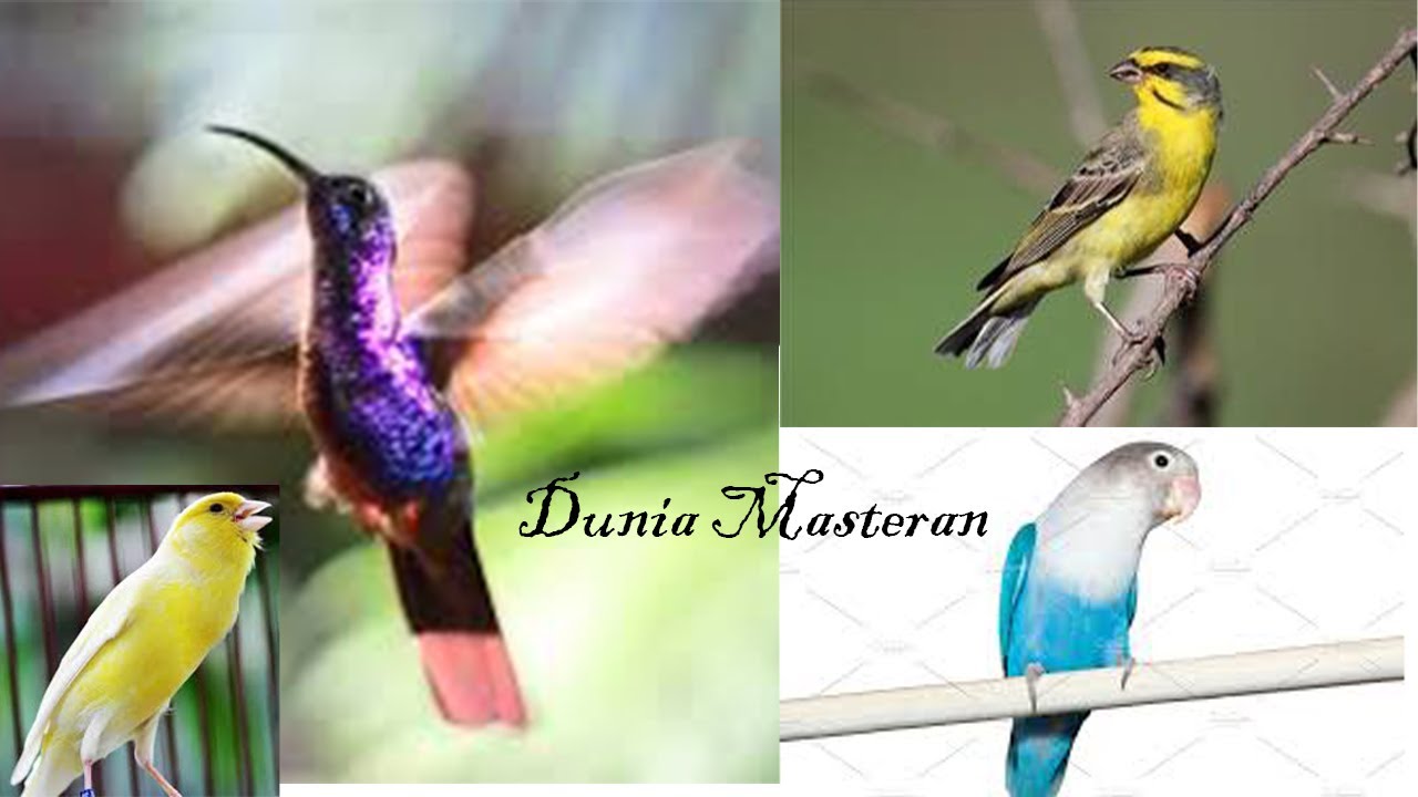 Suara tembakan lovebird , kolibri ninja ,kenari, mozambik Masteran Istimewah