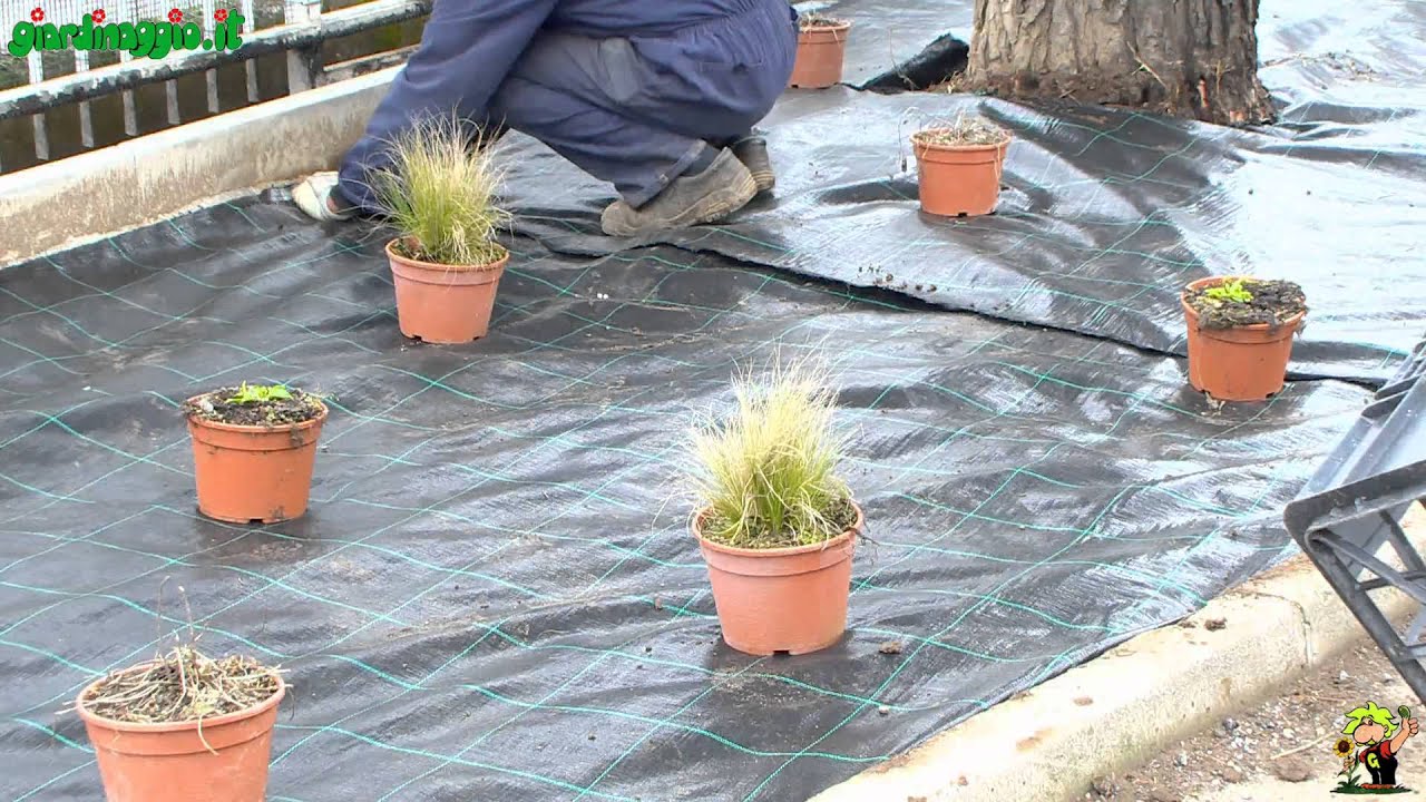 Creare aiuole di perenni