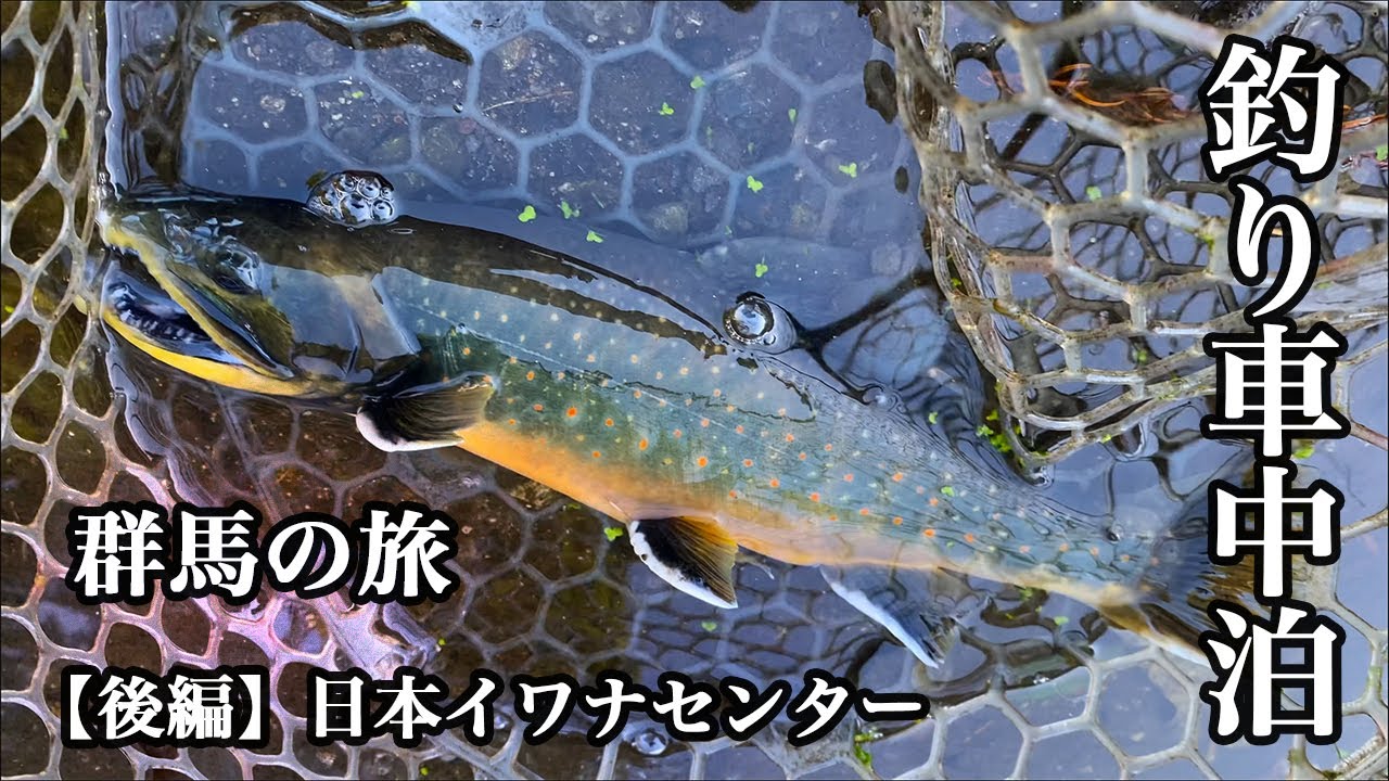 【釣り車中泊】2025年11月群馬の旅【後編】圧倒的魚影 日本イワナセンター釣行　＃管理釣り場＃エリアトラウト＃日本イワナセンター＃渓流ルアー＃車中泊＃群馬県＃沼田市