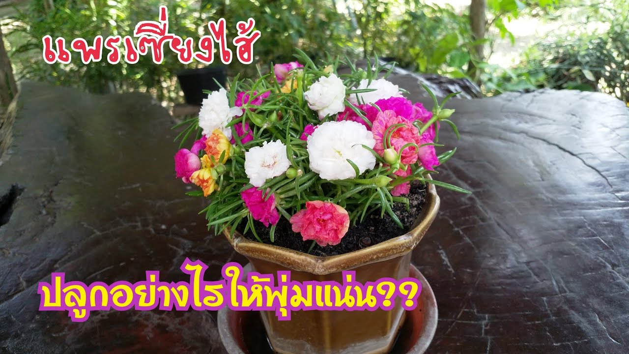 ปลูกแพรเซี่ยงไฮ้แบบดอกแน่นเต็มกระถาง..สำหรับคนใจร้อน..ทำแบบนี้