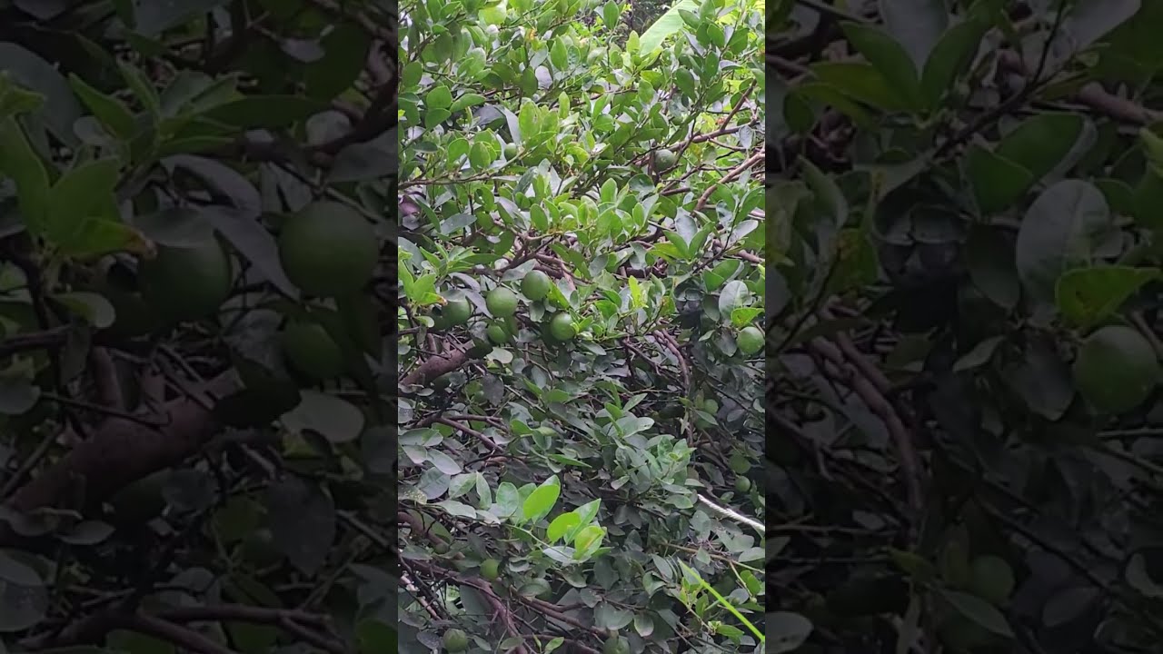 Creating Niches - Biodiversity Garden Design