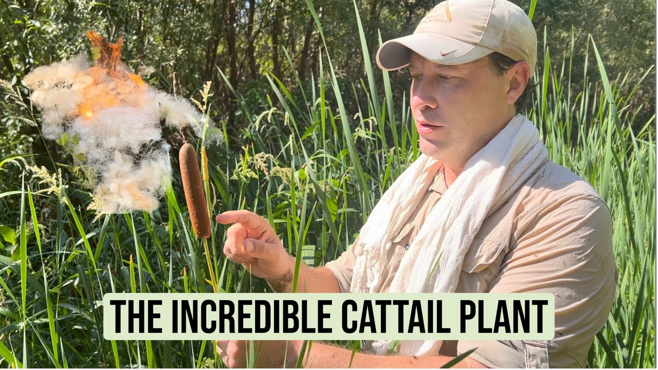 The Cattail Plant. A Top 10 Wild Plant For Survival.