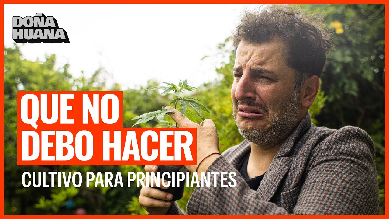 5 ERRORES COMUNES DE PRINCIPIANTE  - MALOS HABITOS EN EL CULTIVO DE CANNABIS  - CULTIVO EXTERIOR