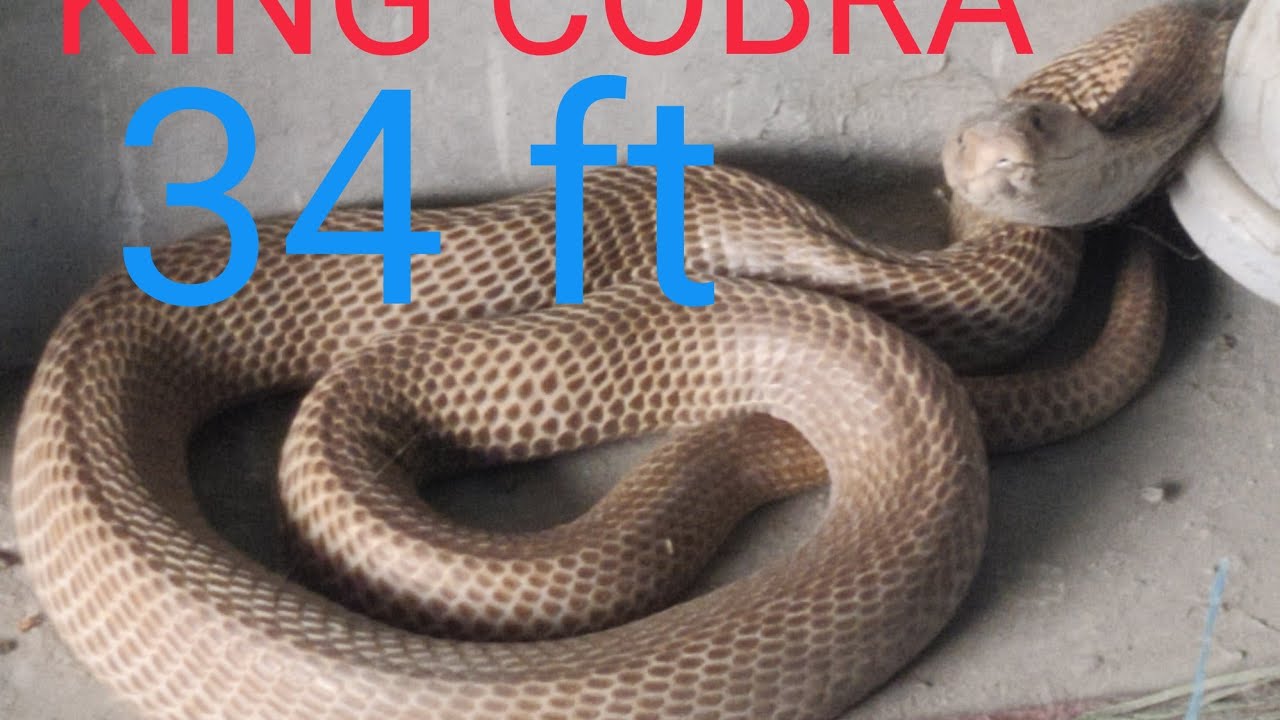 King Kobra Dakho 34 Ft Darlipali Village me Kitna Bada He. @Snake. Wild Life
