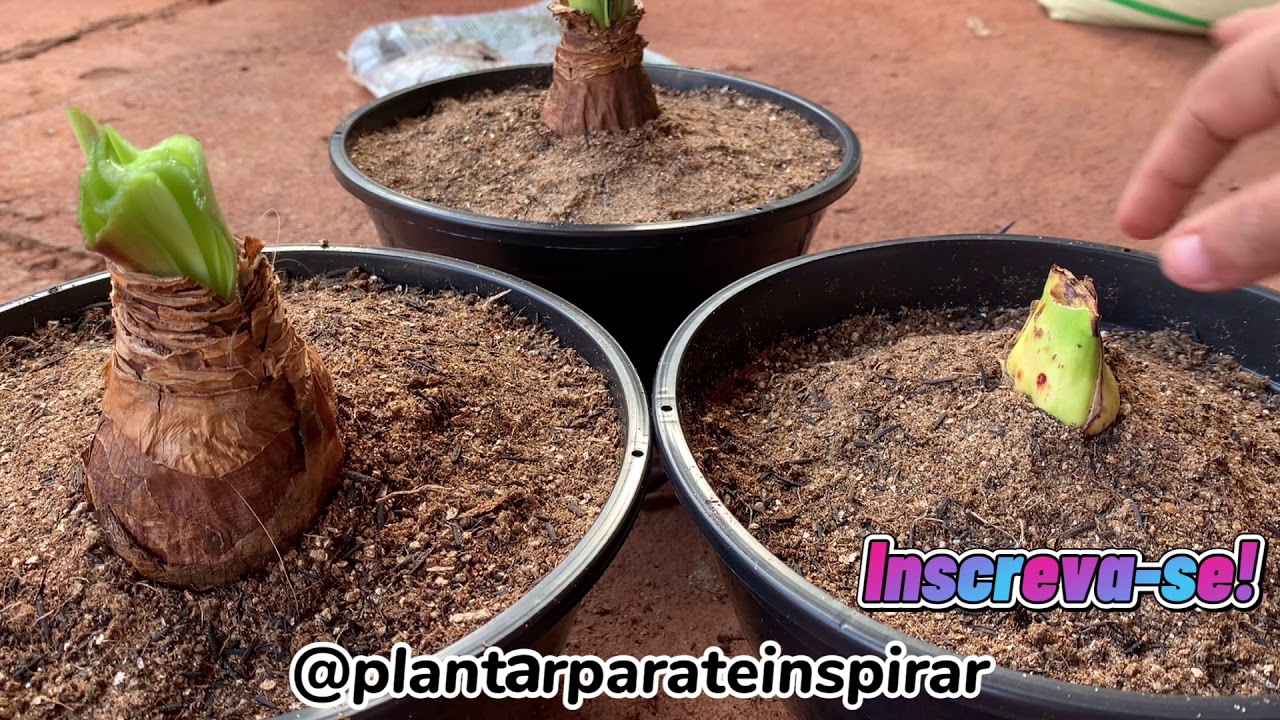 Replante e poda dos bulbos de Amarilis e outras plantinhas!
