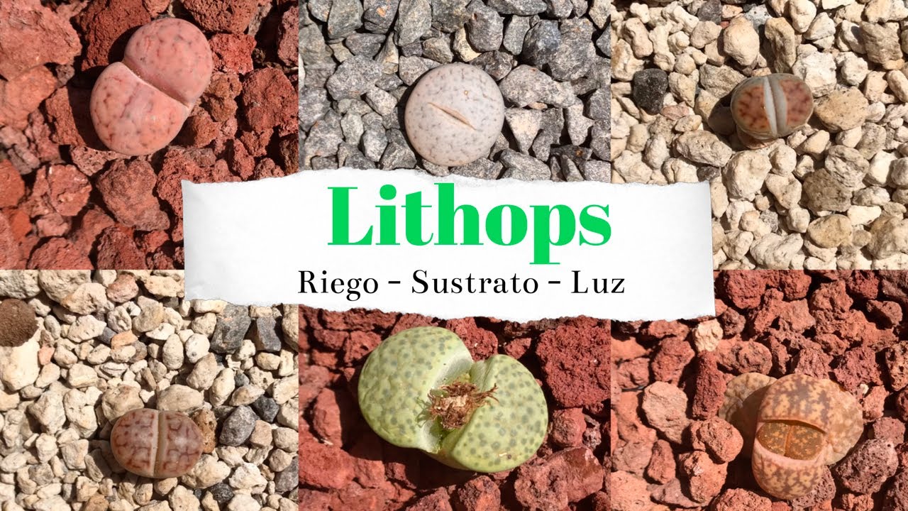 Lithops: Cómo y cuando regar 💧