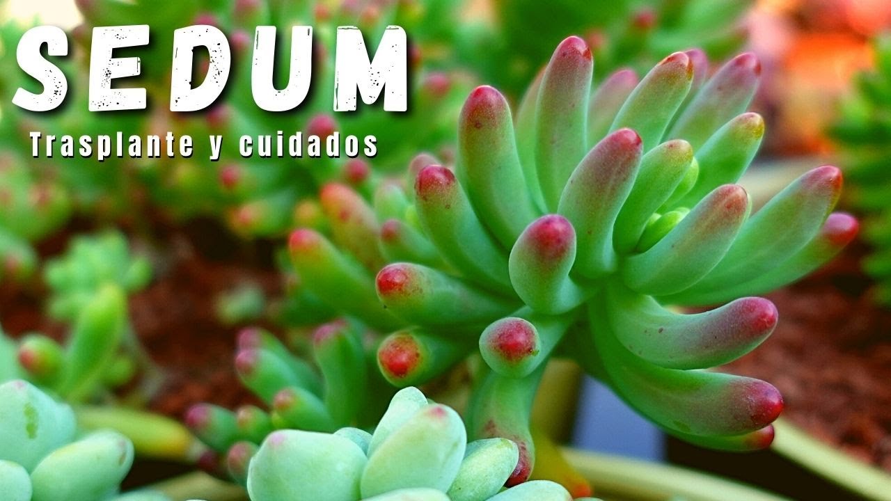 SEDUM: Trasplante y cuidados