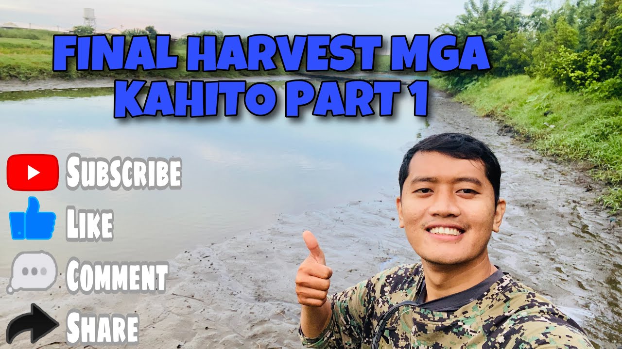 Final Harvest namin ng hito/clean up Part 1