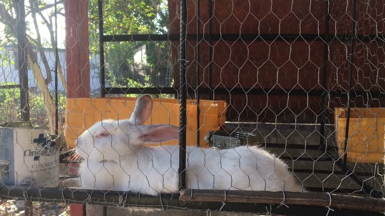 Kelke siy wap w&egrave; l&egrave; lapen w preske akouche