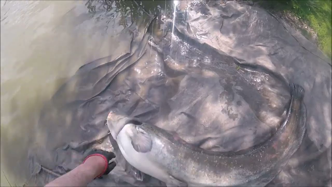 SILURES EN FOLIE, SESSION DU 16 JUIN 2025 avec 11 poissons.