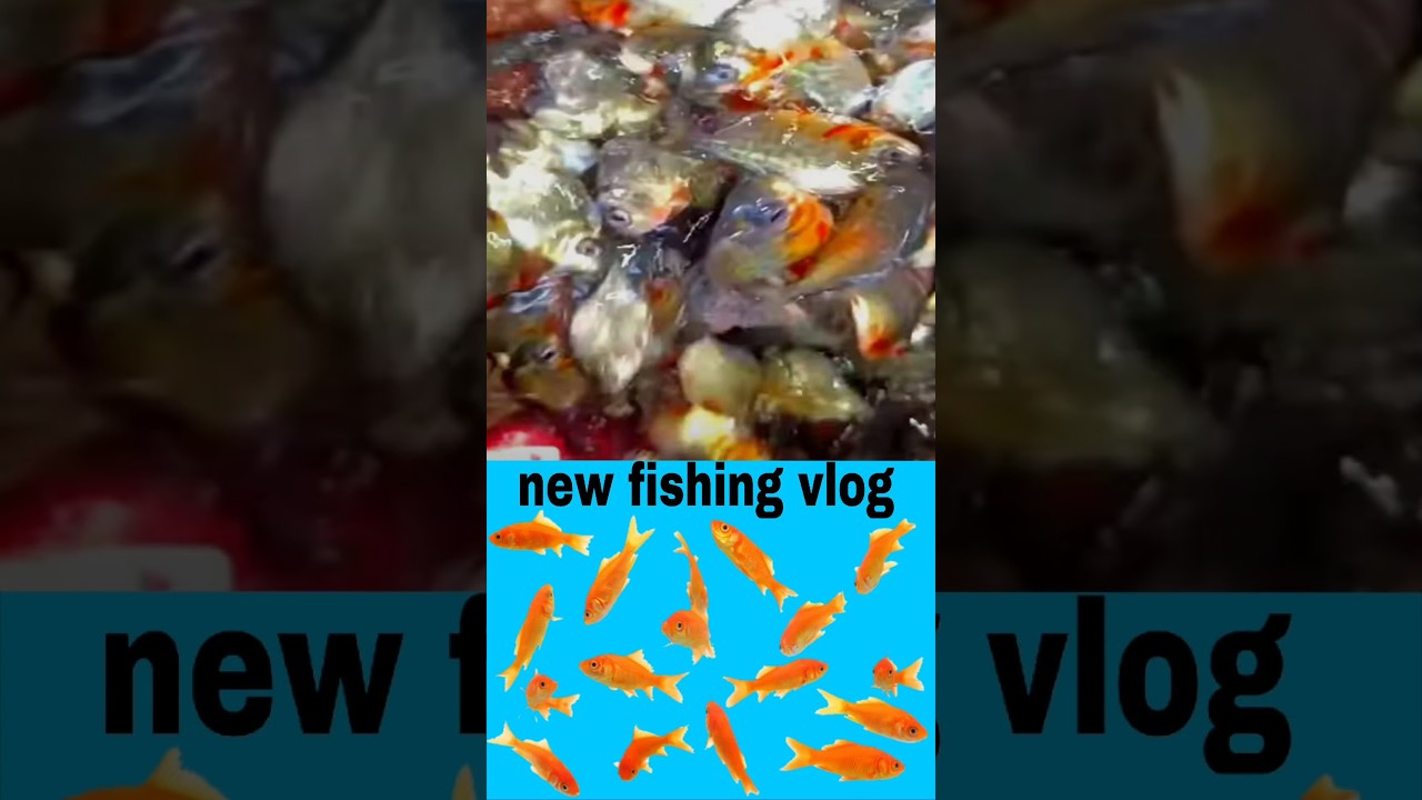 new fishing vlog #blog #fishing #supersaddam #blogorvlog #fish