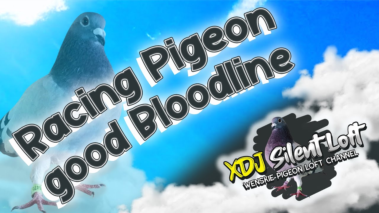Racing Pigeon good  Bloodline