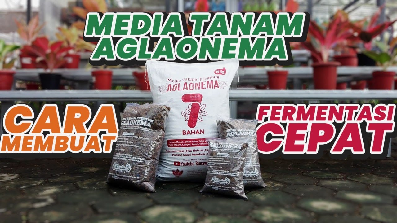 Cara Membuat Media Tanam Fermentasi 7 Bahan ala Rimawan Vlog untuk Aglaonema