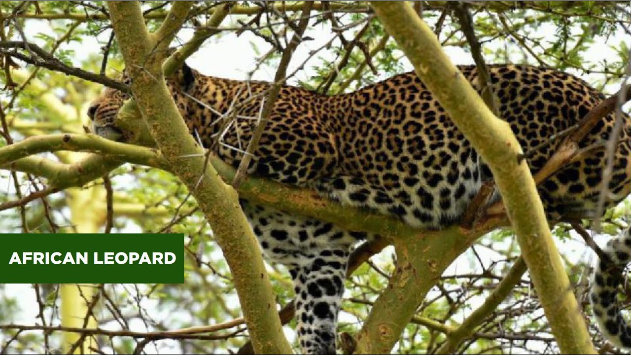 AFRICAN LEOPARD