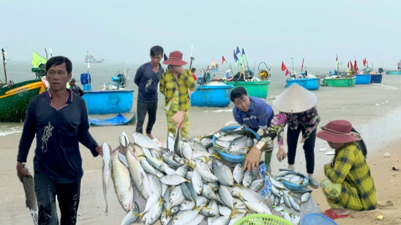 BIỂN LONG HẢI ẢNH HƯỞNG GIÓ MÙA MƯA LỚN CÁ HIẾU VÀO BỜ NGƯ DÂN TRÚNG MÁNH