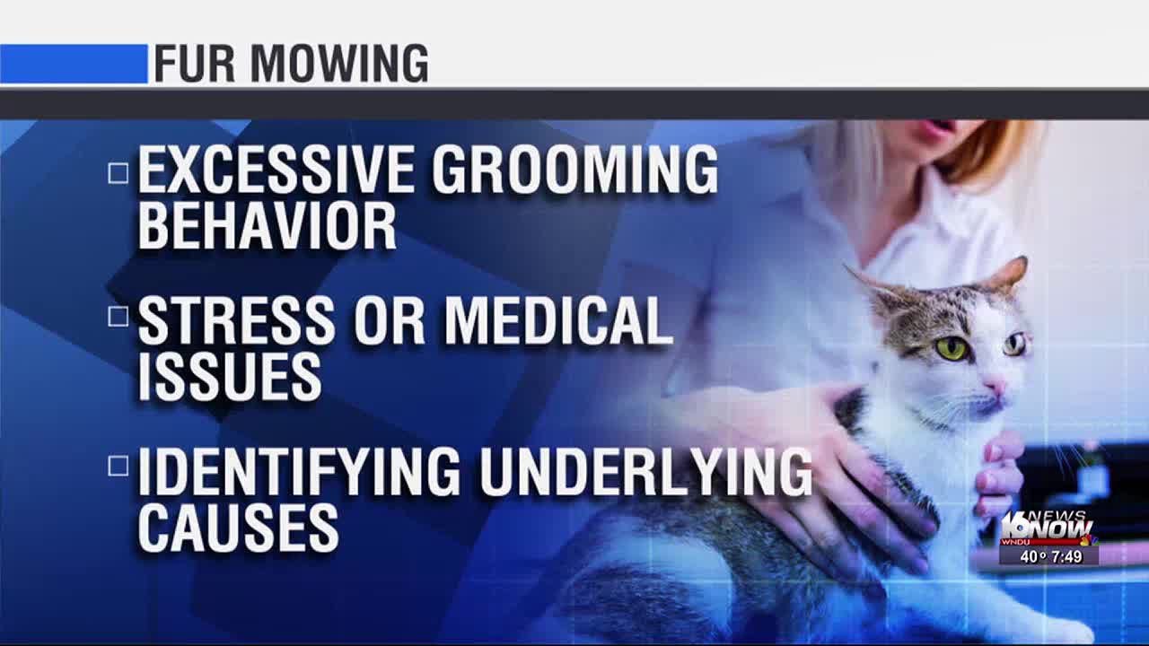 Pet Vet: Fur Mowing, Hairballs, and Hyperesthesia Syndrome