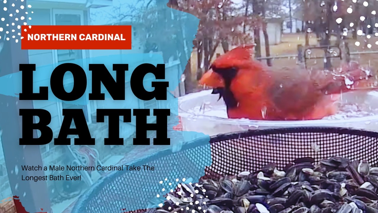 Cardinal Takes The Longest Bath Ever!