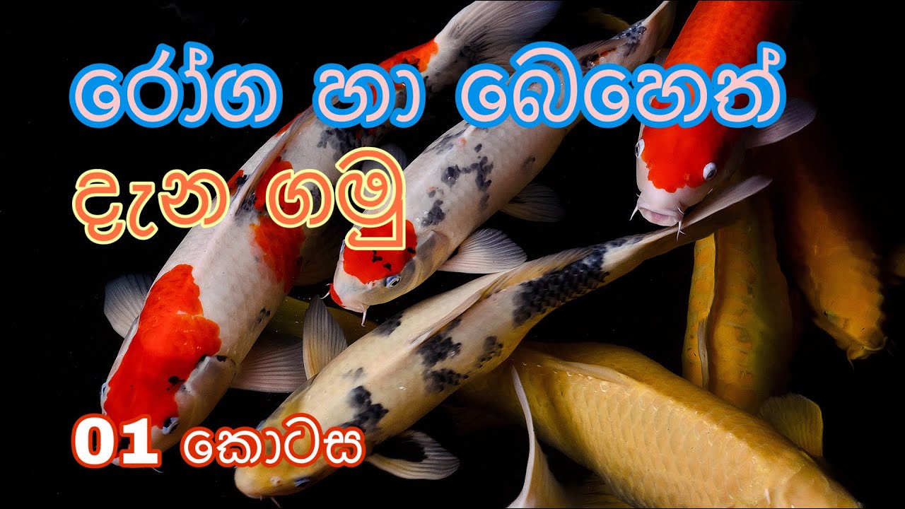 කාෆ් මසුන්ගේ රෝග සහ බෙහෙත් දැන ගමු (01 කොටස) | parisaraya marai