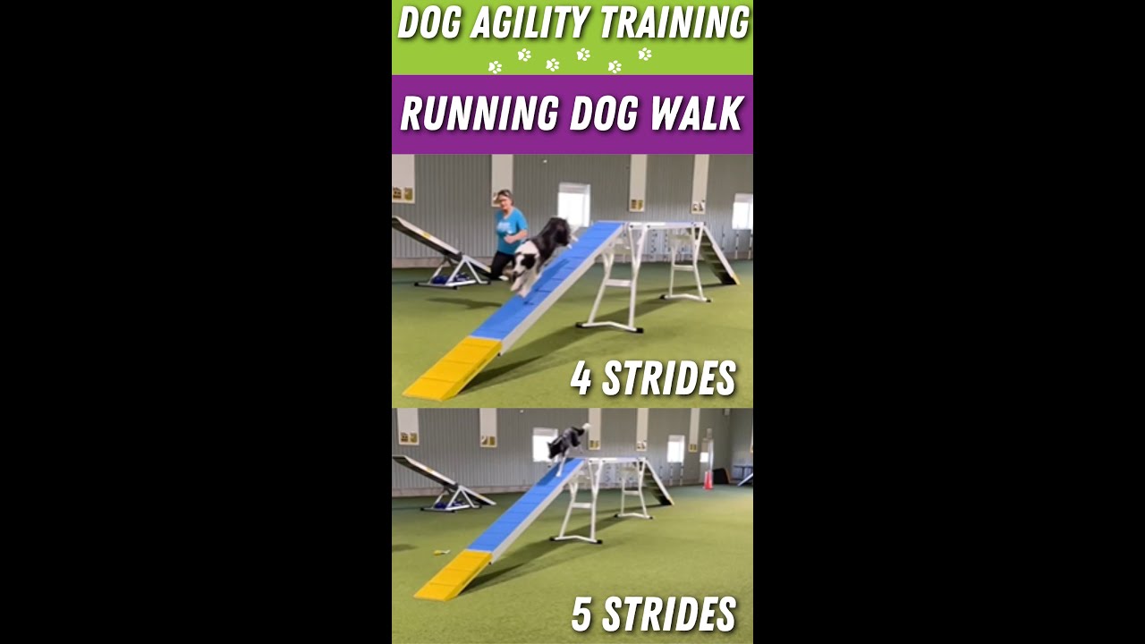 Dog Agility Running Contacts 4 vs 5 Strides Dog Walk  #SusanGarrett #dogagility #dogagilitytraining