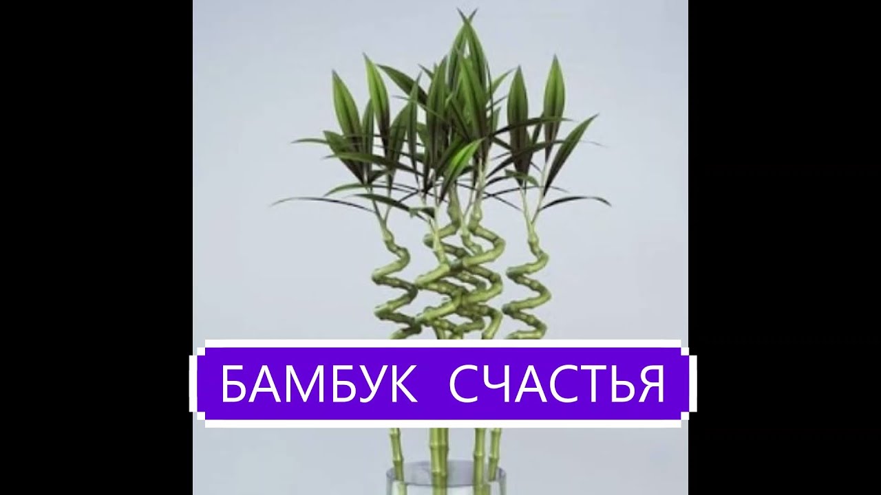 ДРАЦЕНА САНДЕРА - КОМНАТНЫЙ БАМБУК // БАМБУК СЧАСТЬЯ