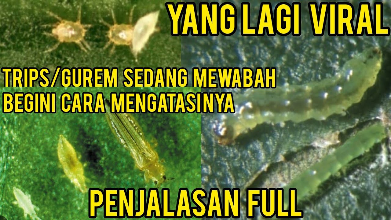 YANG LAGI VIRAL!!! CARA AMPUH BERANTAS GUREM TRIPS DAN LEAFMINER