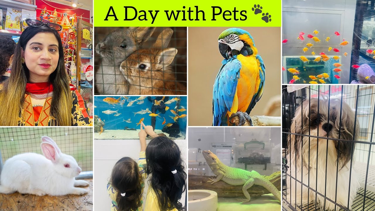 A day with Pets 🤩 | 6 lacs ka pet 😱 Mina Pet Market Abu Dhabi