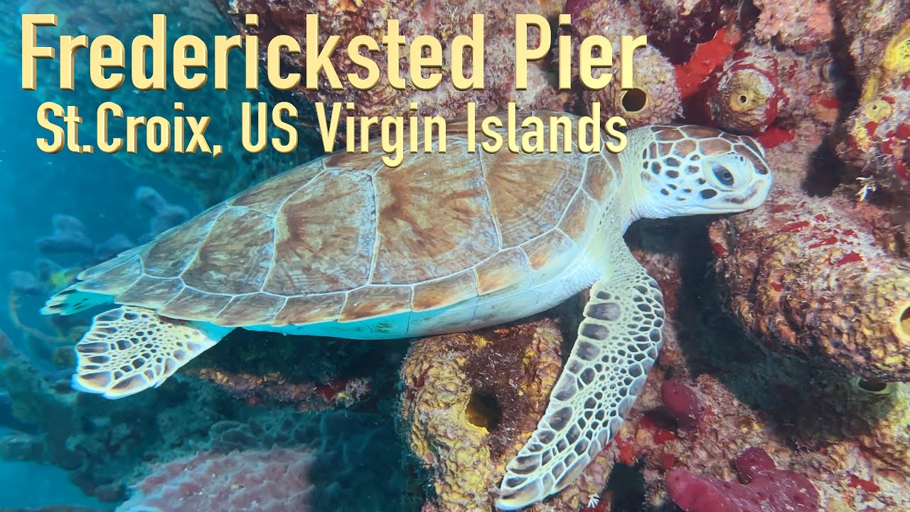 Underwater Adventure at Frederiksted Pier | Stunning Marine Life in St. Croix, USVI | 360° Dive !