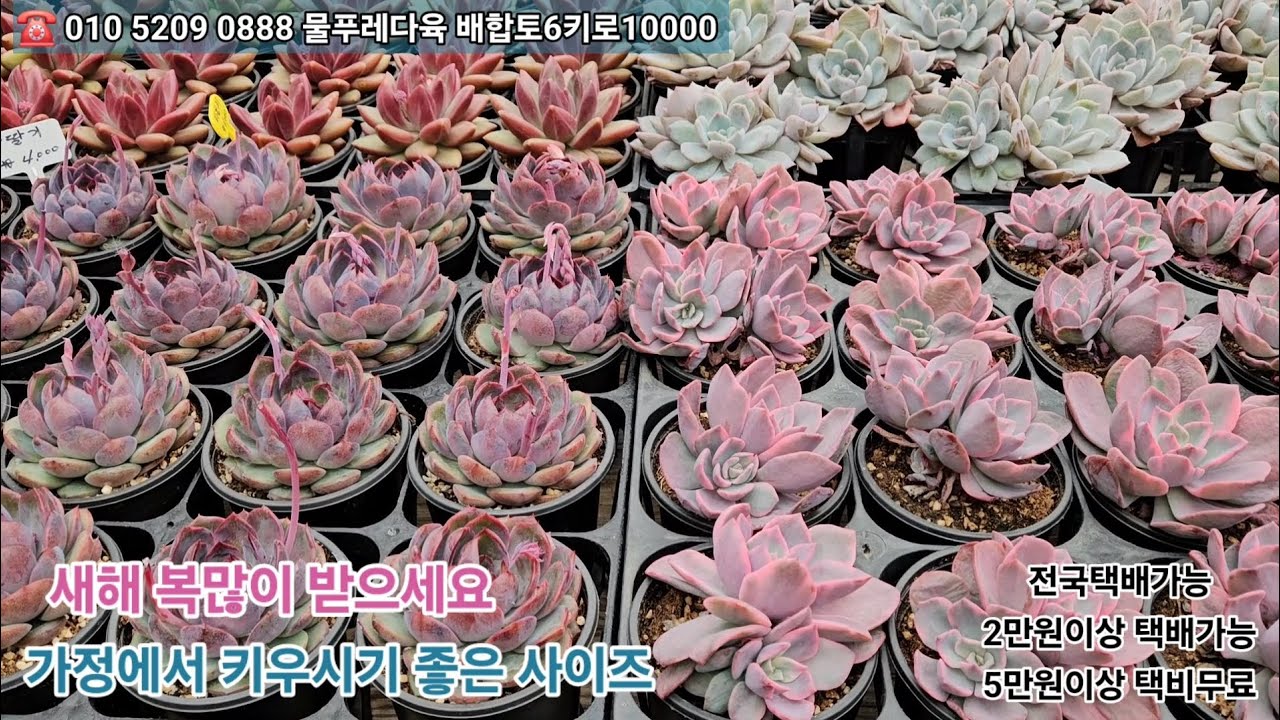 2/15(새해 복많이 받으세요)5만원이상 🎁 선물증정 