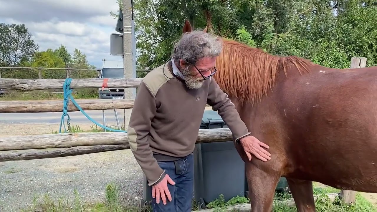 Les boiteries : 2-Localiser le siège de la boiterie
