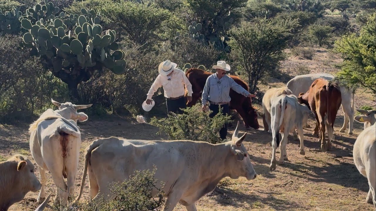 MI GANADO ES VRAVO Y SIEMPRE LES TRAIGO SAL CADA OCHO DÍAS 😍🐂😉🇲🇽👍