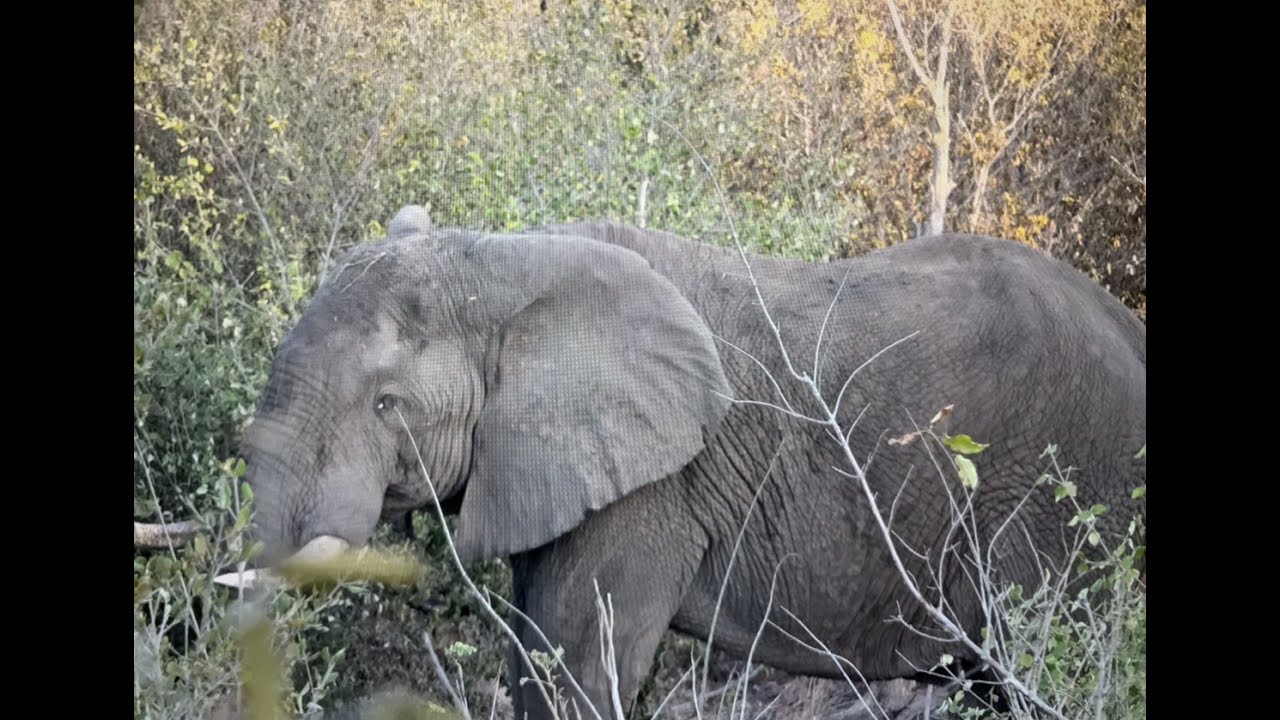 AfriCam - Elephant hunt in Zimbabwe with two major plot twists!!