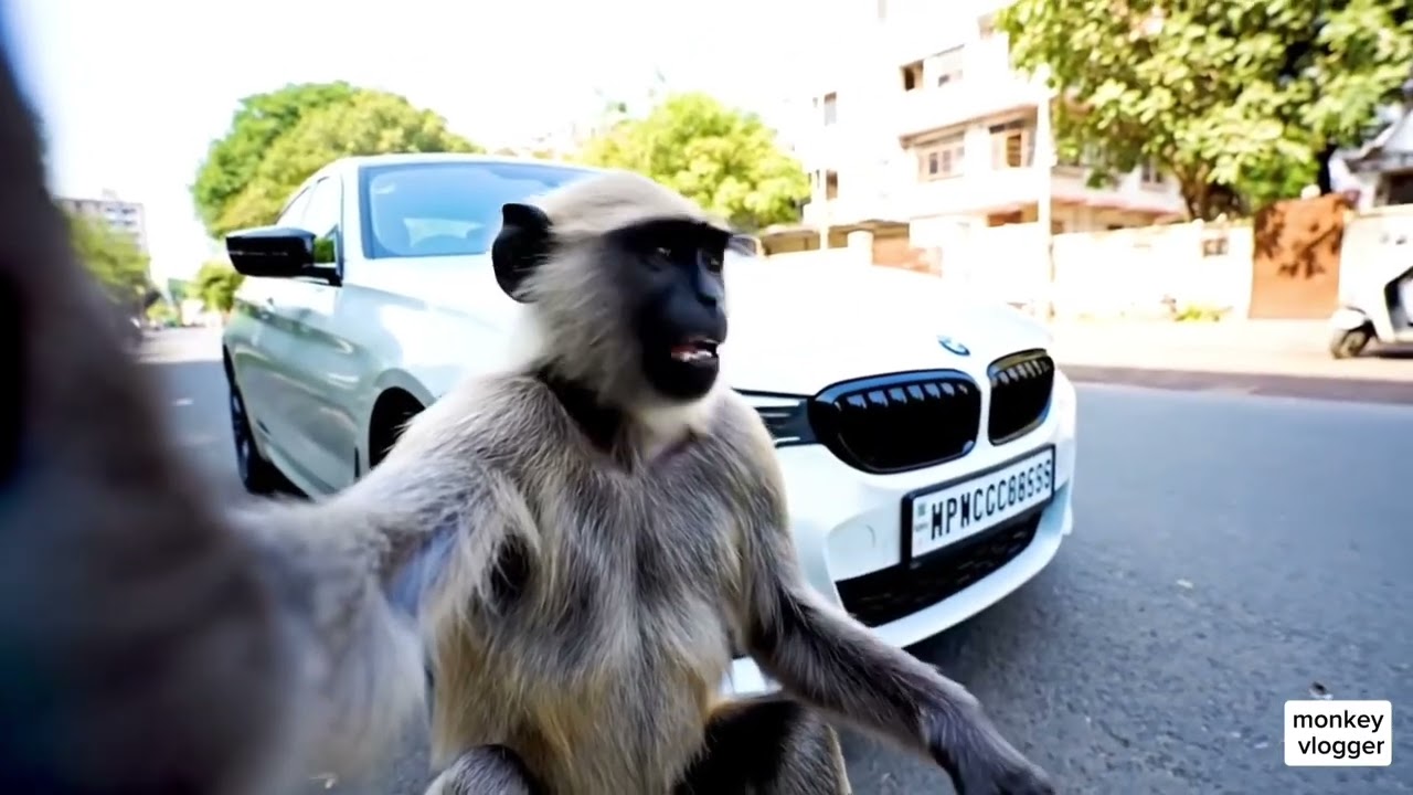 |Viral Monkey Vloger🐒  Vlogger I|#MonkeyVlog #ViralVideo  #  #   #ComedyVlog  #  #HumanLikeMonkey